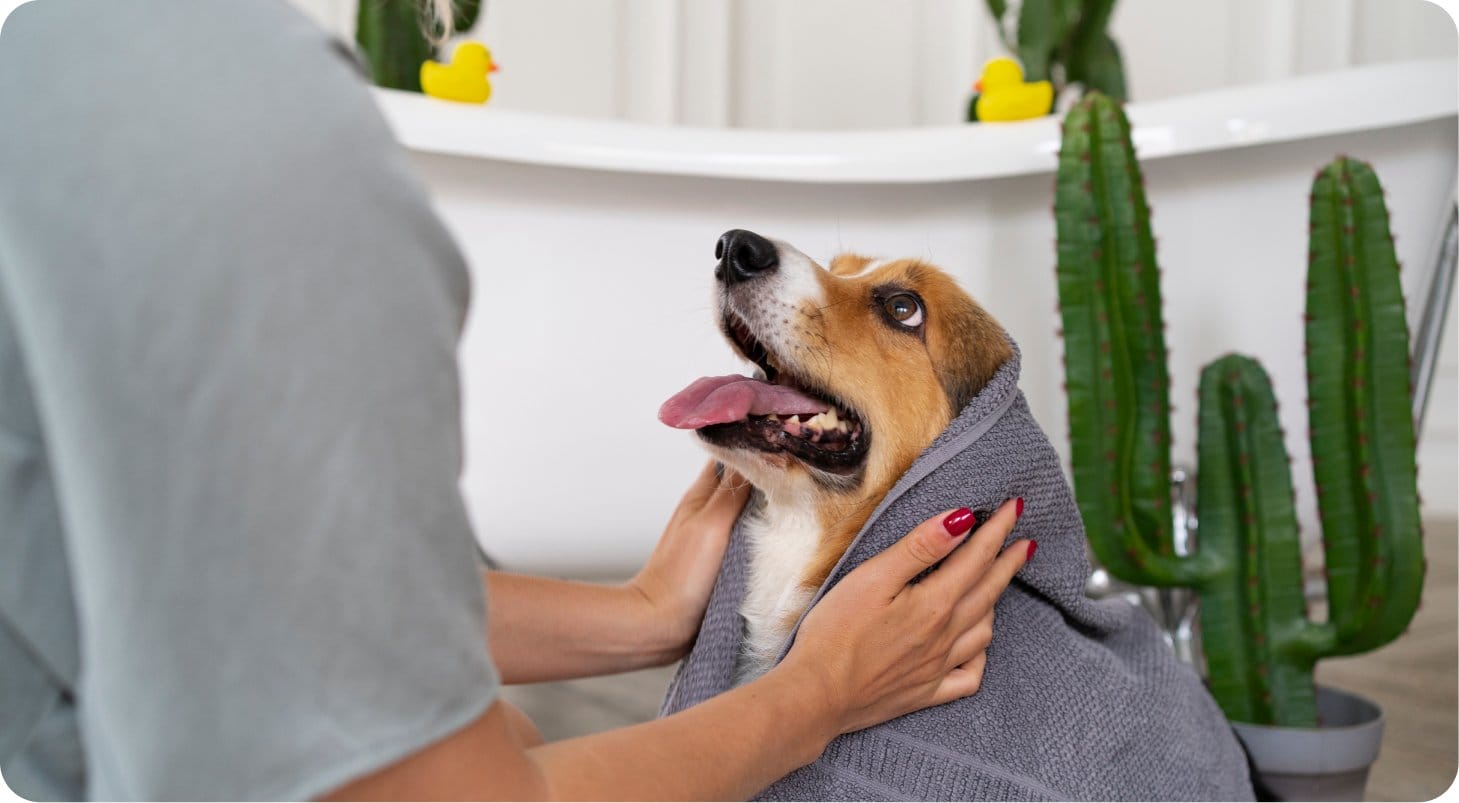 Professional pet care provider drying a happy dog with a towel.