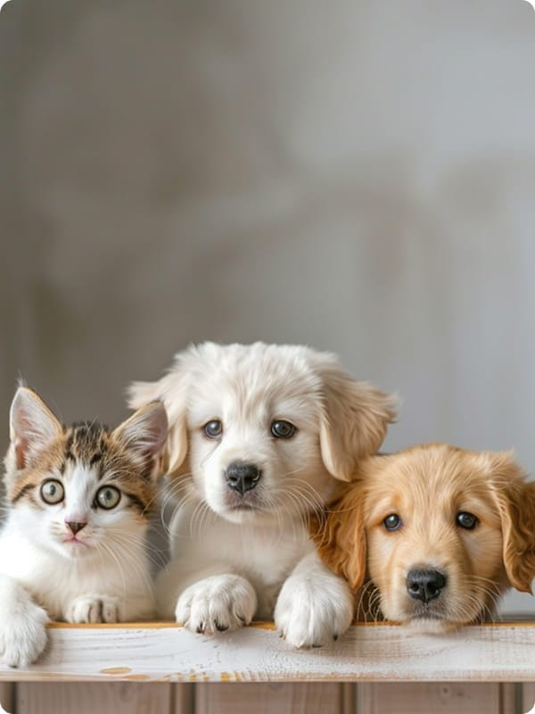 Rapid pet care acquisitions with cloud intelligence